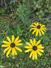 Rudbeckia hirta