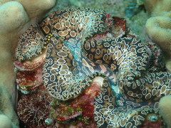 Tridacna noae