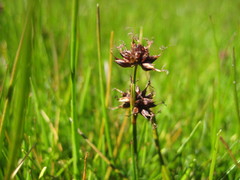 Juncus ebracteatus