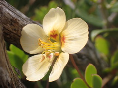 Roepera maritima