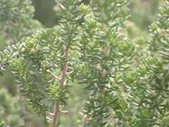 Aspalathus subtingens