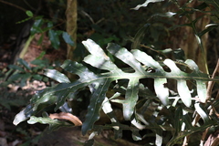 Stenocarpus sinuatus