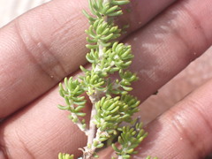 Aspalathus subtingens