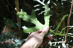 Stenocarpus sinuatus