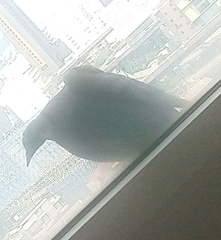 Columba livia domestica