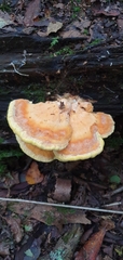 Laetiporus sulphureus