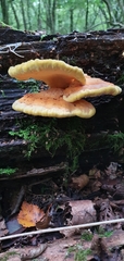 Laetiporus sulphureus