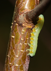 Pristiphora testacea