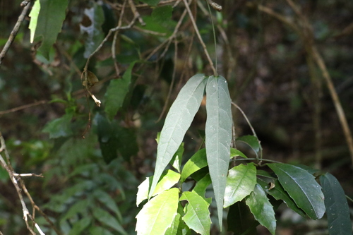 Image of Parsonsia tenuis by (c) Greg Tasney, some rights reserved (CC BY-SA)
