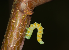 Pristiphora testacea