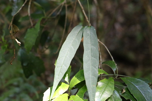 Image of Parsonsia tenuis by (c) Greg Tasney, some rights reserved (CC BY-SA)