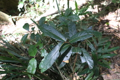 Cryptocarya obovata