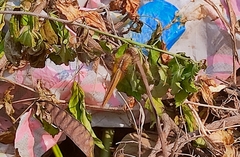 Crocothemis servilia