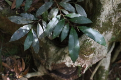 Diospyros pentamera