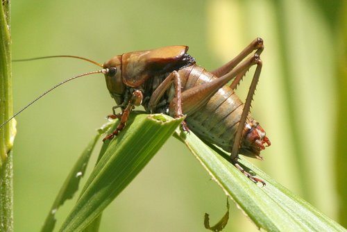 Mormon Cricket