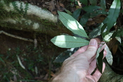 Diospyros pentamera