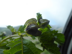Nicandra yacheriana