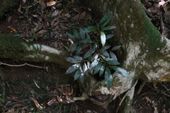 Diospyros pentamera