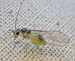 Stenopsocus
