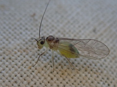 Stenopsocus