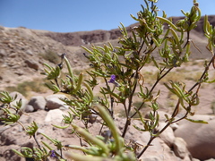 Nolana spergularioides