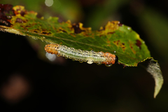 Euura miliaris