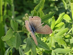 Lampides boeticus