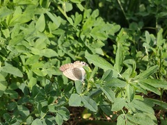 Lampides boeticus
