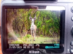 Tragelaphus strepsiceros cottoni
