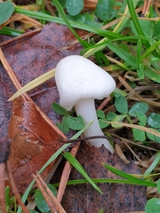 Inocybe geophylla
