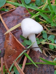 Inocybe geophylla