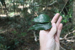 Aristolochia laheyana