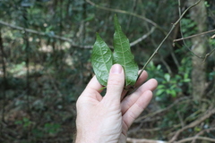 Aristolochia laheyana