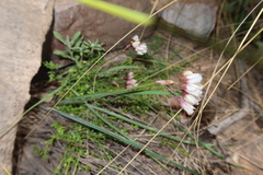 Nothoscordum andicola