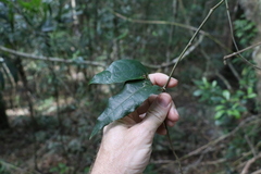 Aristolochia laheyana