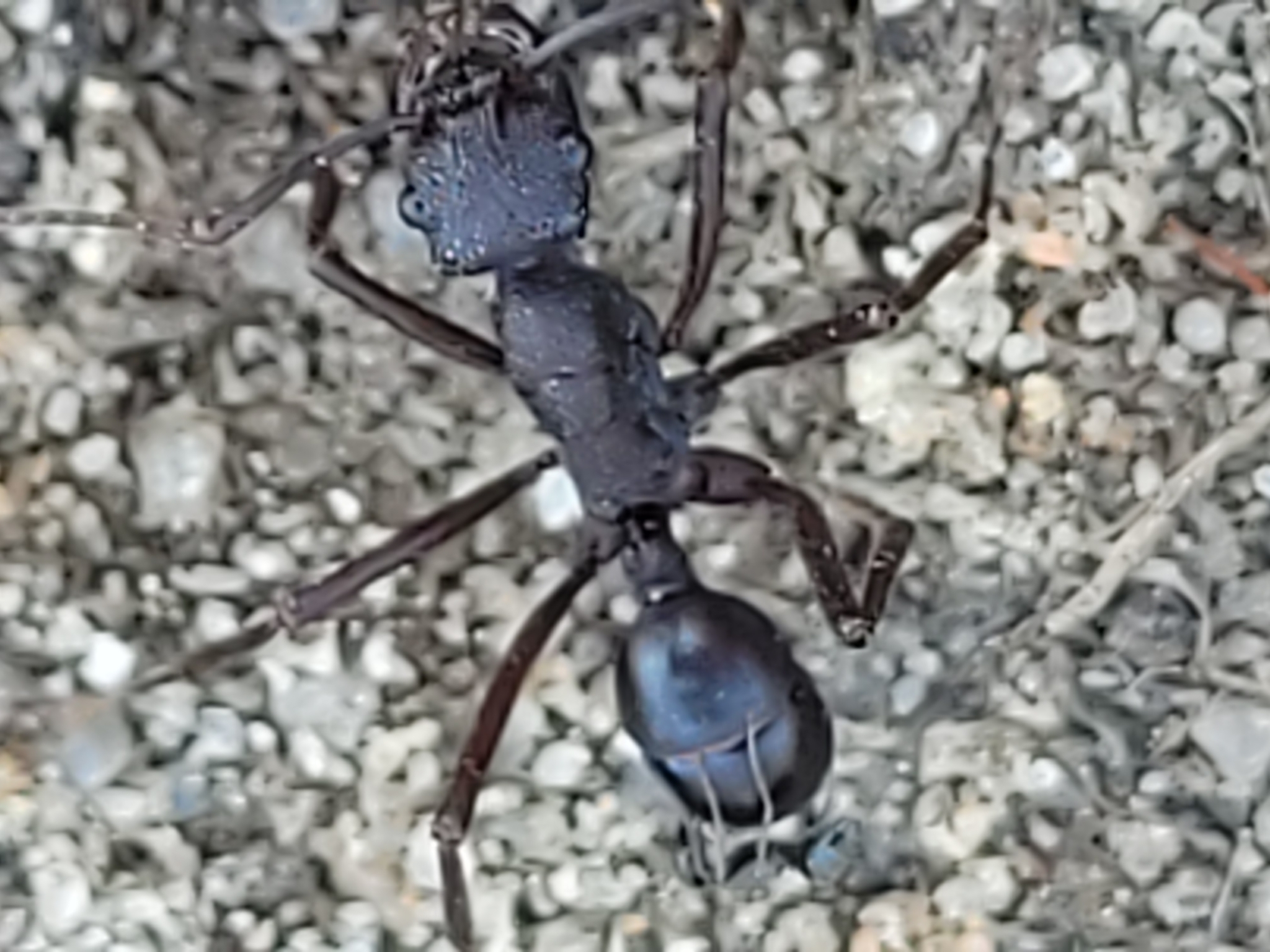 Rhytidoponera nudata