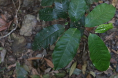 Eupomatia laurina
