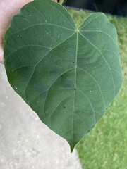 Endospermum diadenum