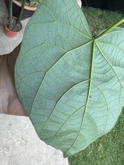 Endospermum diadenum