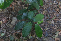 Eupomatia laurina