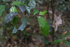Eupomatia laurina