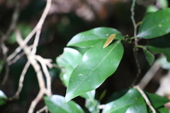 Cryptocarya erythroxylon
