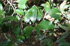Cryptocarya erythroxylon