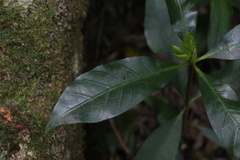 Atractocarpus benthamianus