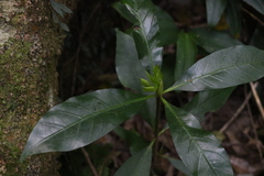 Atractocarpus benthamianus