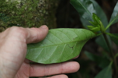 Atractocarpus benthamianus