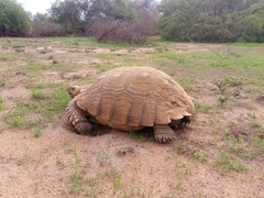 Centrochelys sulcata