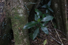 Atractocarpus benthamianus