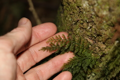 Abrodictyum caudatum