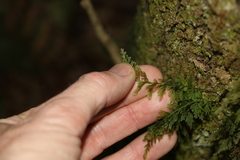 Abrodictyum caudatum